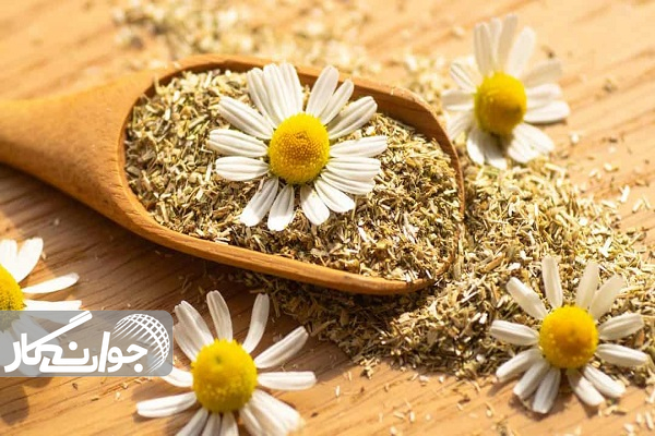 آرامش در یک فنجان دمنوش بابونه