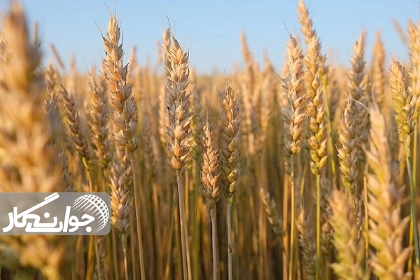 جو دانه معجزهآسای سلامتی و زندگی