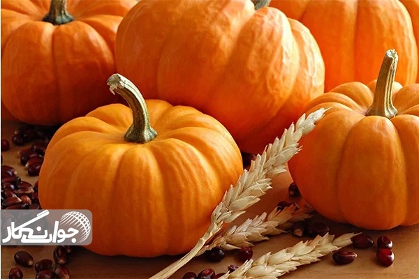 کدوتنبل طلای نارنجی اقتصاد قم